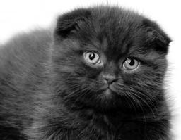 Шотландская вислоухая кошка очень красивое животное она обладает хорошим - фото 1