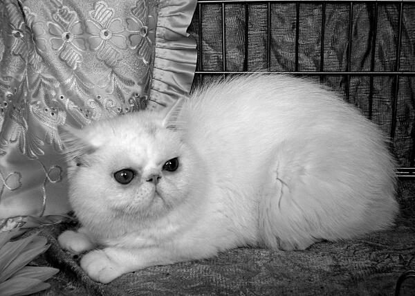 ВНЕШНИЙ ВИД По внешнему виду экзотическая короткошерстная кошка напоминает - фото 4
