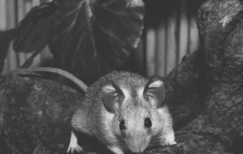 Мыши эллиота предпочитают селиться на травянистых равнинах Мягковолосые мыши - фото 4