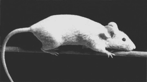 Домовые мыши относительно невелики но очень подвижны Самки мышей более - фото 6