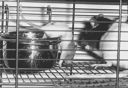Крысятам желательно ставить маленькие кормушки Рацион для всех видов крыс - фото 58