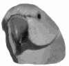 Ожереловые и другие кольчатые попугаи - изображение 8