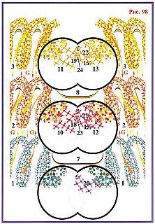 Рис 98 процесс разрастания эфирных и астральных структур нейронов мозга под - фото 98