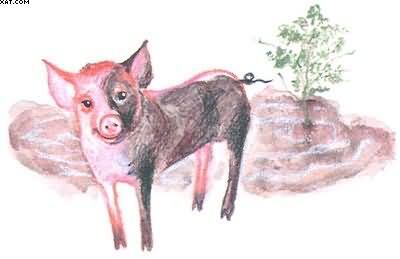 Я уже говорил что почти ежегодно Федя покупал на колхозной свиноферме - фото 14