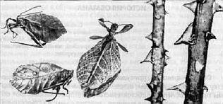 Маскировка в животном мире Насекомые похожие на листья слева и шипы - фото 1