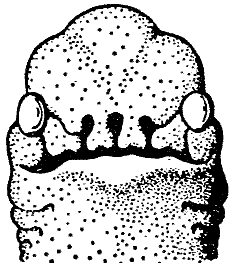 Рис l Nasobema lyricum Голова зародыша на ранней стадии развития которая - фото 3
