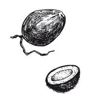 Кокосовый орех В наши дни из скорлупы кокосового ореха изготавливают - фото 1