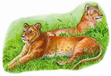 Берберские львицы Современные ученые говорят о том что древней родиной львов - фото 20