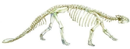Скелет анкилозавра В настоящее время ученыепалеонтологи разделяют всех - фото 5