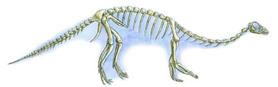 Скелет анхизавра Нужно заметить что в процессе эволюции позвоночник зауроподов - фото 7