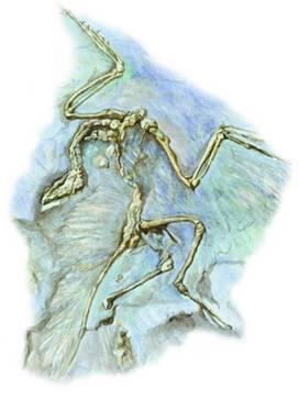 Скелет археоптерикса Еще не успела утихнуть шумиха вокруг найденного пера - фото 9