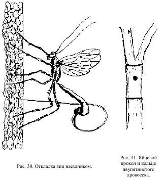 Некоторые насекомые делают проколы или разрезы в тканях растений с помощью не - фото 16