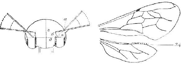 Рис 71 Схема иллюстрирующая работу мышц крыла Рис 72 Крылья медоносной - фото 39
