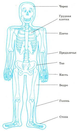 47 Скелет человека Форму и движения тела человека во многом определяет - фото 72