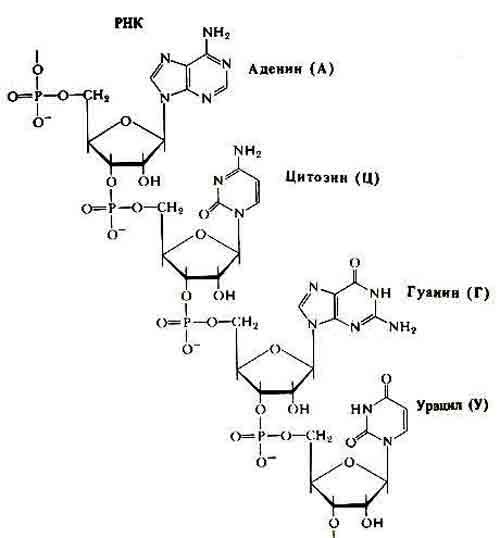 Рис 2 Белковые аминокислоты Важной характеристикой аминокислот является - фото 2
