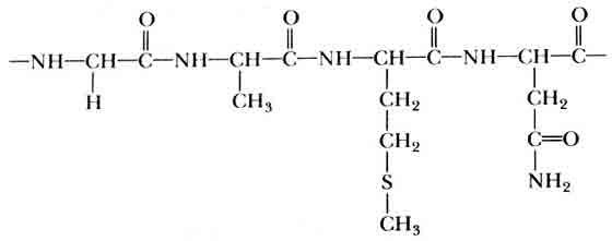 Рис 4 Объединенные в цепочки аминокислоты образуют белки На рисунке показан - фото 4