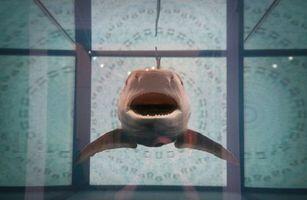 Акула тупорылая страшный морской хищник Из документально зафиксированных - фото 2