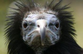 Стервотник дранохвостый вымерший вид крупных птиц отличавшийся необыкновенно - фото 34
