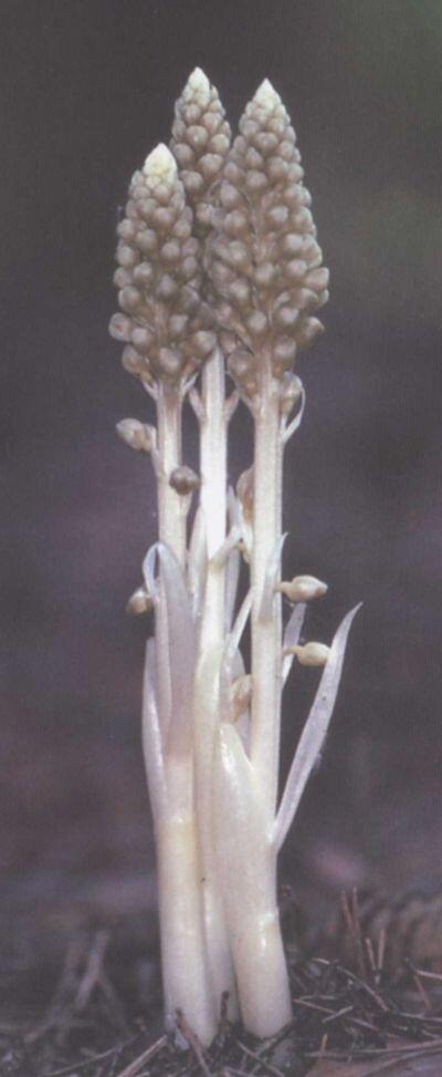 В клетках гнездовки настоящей не содержится хлорофилла Эта бледная орхидея - фото 11