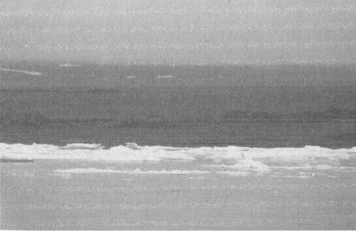 Остров Большевик Северная Земля Фото НА Кузнецова Морская арктическая - фото 2