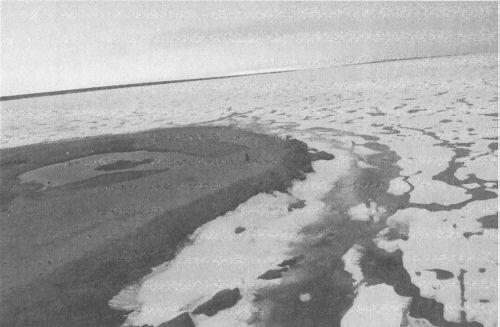 Остров Домашний Северная Земля Фото НА Кузнецова Морская арктическая - фото 18