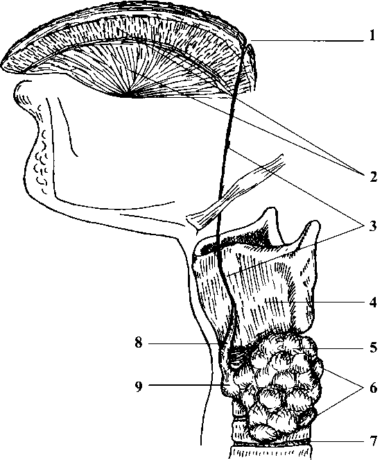 Рисунок 1 Путь от слепого отверстия языка к щитовидной железе 1 слепое - фото 2
