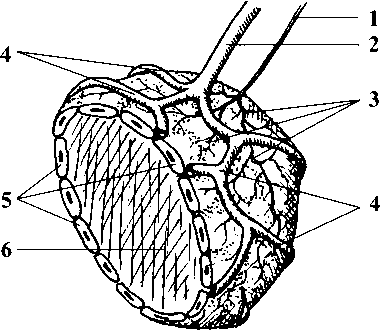 Рисунок 3Фолликул щитовидной железы объёмная схема 1 нерв 2 сосуд 3 - фото 4