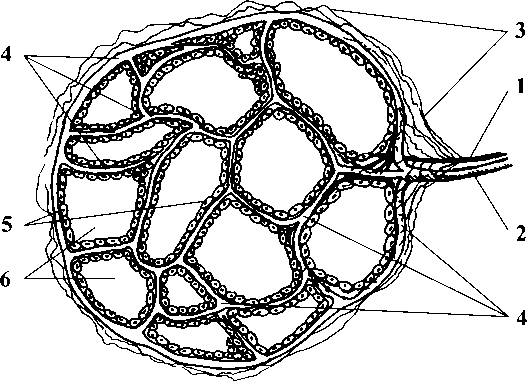 Рисунок 4 Тиреон упрощённая схема Группу фолликулов различной формы - фото 5