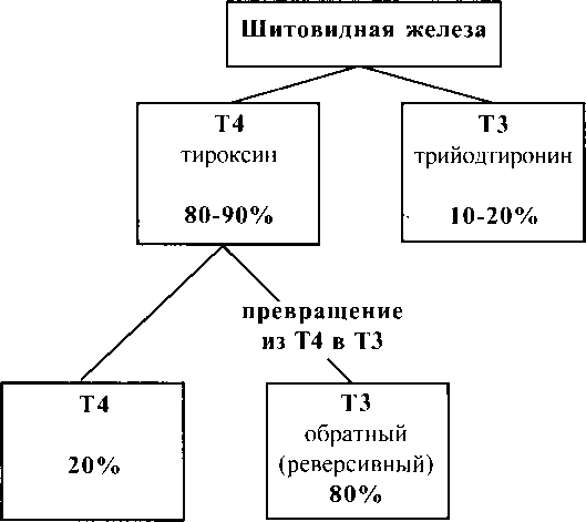 Схема 1 Процентное распределение калоригенных гормонов щитовидной железы - фото 6