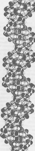Двойная спираль ДНК Предисловие Так где же они Итальянский физик Энрико - фото 1