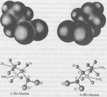 Две разновидности аминокислотного аланина Каждая является зеркальным - фото 4