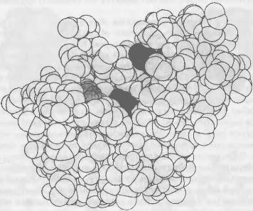Атомистическая модель малого белка ферментной рибонуклеазы S Темные атомы - фото 5