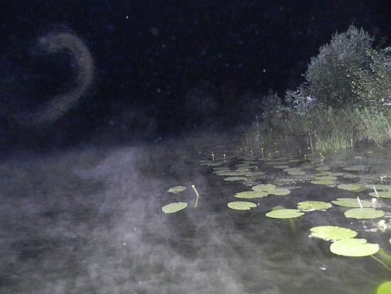 и оказывается населена уже только озерными лягушками родительским видом - фото 13