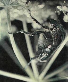 ТРУБАЧИК В густой листве у самой земли прячется трубачик родственник сверчков - фото 5
