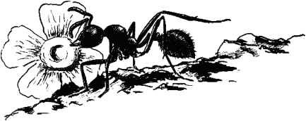Вот муравей спешит с ношей в челюстях Его беспрерывно останавливают сожители - фото 2