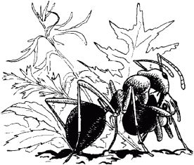 К муравейнику ползет муравей с большим раздутым почти прозрачным брюшком - фото 5