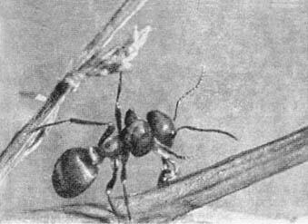Этого муравья легко отличить от других по яркорыжей окраске и узким как - фото 2
