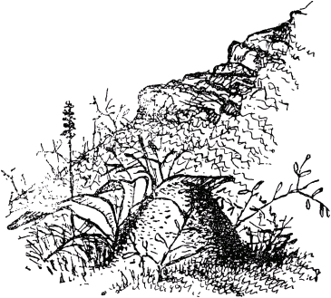 Несколько лопухов росло рядом с деревом Листья лопухов были вроде как бы - фото 9