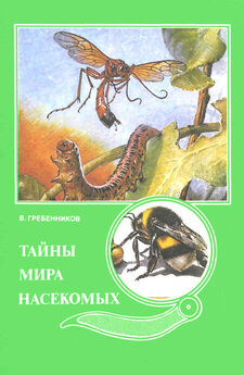 Александр Колпаков - Гигантские насекомые Амазонки