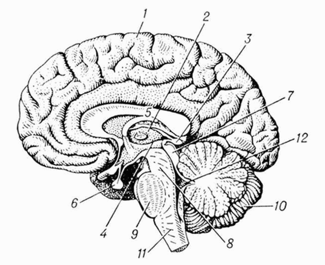 Рис 1 Головной мозг взрослого человека правая половина вид слева 1 - фото 1