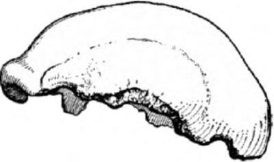 Рис 12 Черепная крышка из грота Фельдгофер в Неандертале найденная в 1856 - фото 3