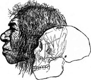 Рис 210 Один из неандертальских портретов украсивших сборник статей - фото 16
