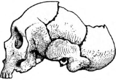 Рис 13 Неандертальский череп найденный в 1848 г на Гибралтаре Открытие - фото 4
