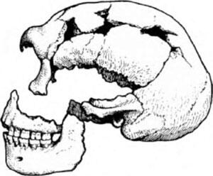 Рис 14 Череп неандертальца из пещеры Спи в Бельгии Только к началу прошлого - фото 5