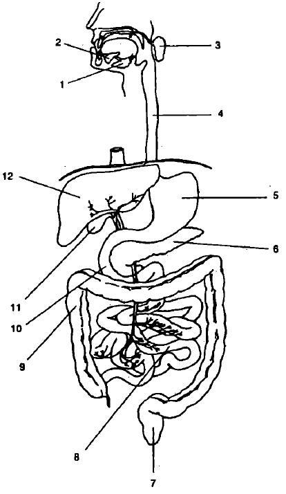 Пищеварительная система человека 1 подъязычная слюнная железа 2 - фото 1