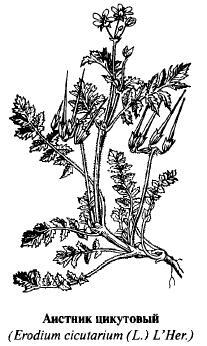 Научное родовое название Erodium происходит от греческого слова erodius - фото 8