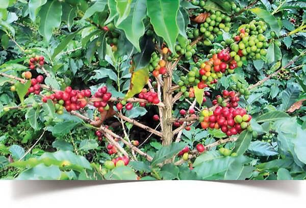 Так вот ПОСАДКА кофейного дерева это момент когда росток пересаживается с - фото 46