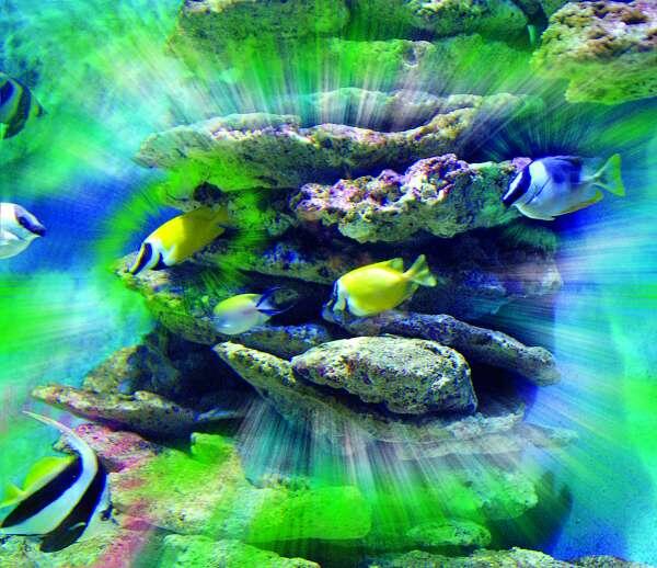 Большой аквариум с рыбками Имеет очень высокую энергетику Наблюдая подводную - фото 20