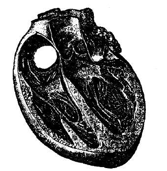 Человеческое сердце в разрезе Из Анатомии Генри Грея 1918 год Анатомы уже - фото 8