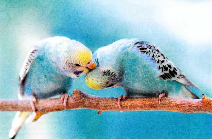 Приятно наблюдать за парочкой волнистых попугайчиков которые любовно ухаживают - фото 18